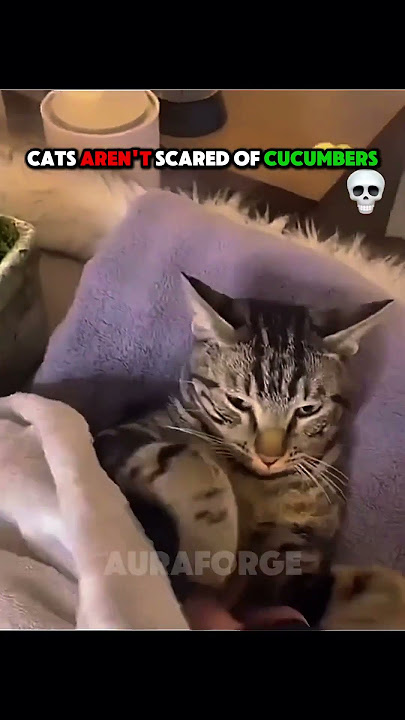 LAST ONE GOT SO SCARED | CATS ARENT SCARED OF CUCUMBERS