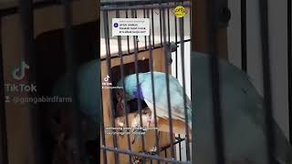 Induk Gould Amadine Bisa Rawat U0026 Mengasuh Anakan Yang Sibuk Kerja Rajin Refill Pakan Dan Minum Aja