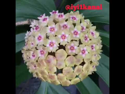 Hoya bitkisi [Mum