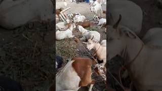 🐐 Deonar Bakra Mandi Day 5 Acche Bakre 😍 Reasonable Rates # viral #shorts#trending#bakramandi#video