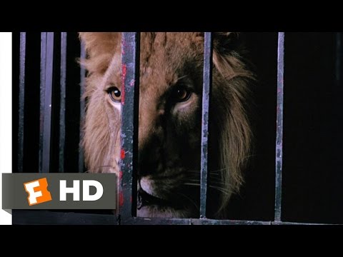 Video: Heeft Sonny Black Lefty een leeuw gegeven?