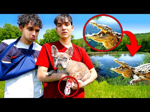 Alligator Attacked Our Dog!