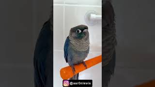 CONURE ENJOYING HIS AVIONE SHOWER PERCH (SHORTS)