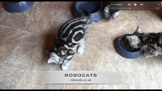 Silver Tabby + Wine Cork by Robocats 192 views 1 year ago 42 seconds