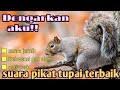 Suara pikat tupai ampuh(no copyright)