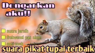 Suara pikat tupai ampuh(no copyright)