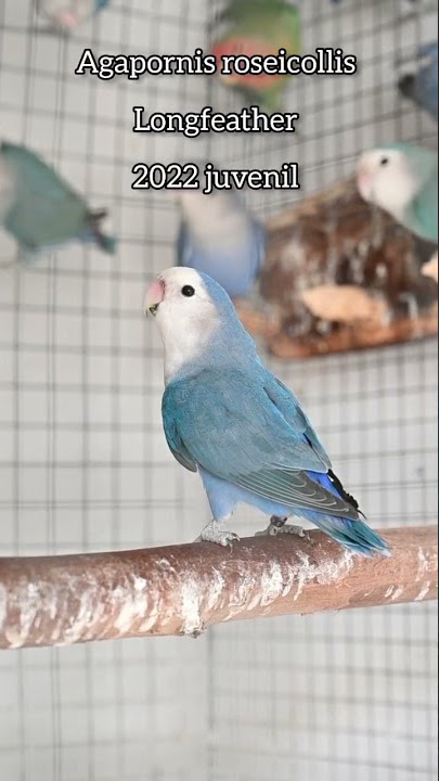 African Lovebird !BLUE💙! Agapornis roseicollis longfeather