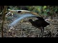 The Lyrebird - Amazing Sounds of The Lyrebird Mating Dance Call ( Australian Birds )