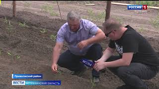 Астраханский фермер пробует выращивать тмин, батат и киви