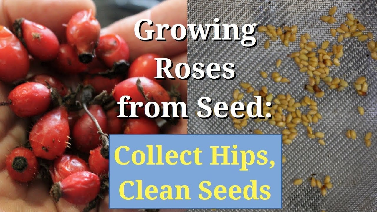 Growing Roses From Seed Collect Hips Clean And Save Seeds Youtube