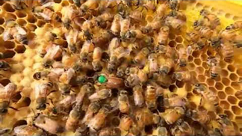 Queen bee spreading pheromone in the hive