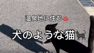 『犬のような猫』ノーリードでひたすら着いてくる猫せんちゃん/#犬のような猫との暮らし#田舎移住