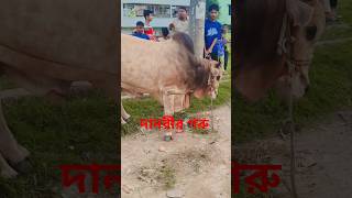 দানবীয় গরু #viral #cy #vlogwithsohelvillagelifestyleinbangladeshbeautiful