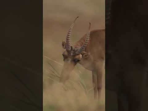 Mongolia Saiga
