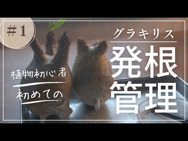初めてのパキポディウムグラキリス発根管理に挑戦①植物初心者は梅雨