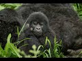 Gorilla safari at Mount Gahinga Lodge, Uganda