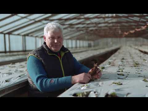 Video: Bugs Uz Zemenēm: Melnā Vabole Un Zaļās Vaboles, Sarkanās Un Citas, Kas ēd Zemenes. Kā Tikt Ar Viņiem Galā?