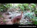 New cassowary chick moving in