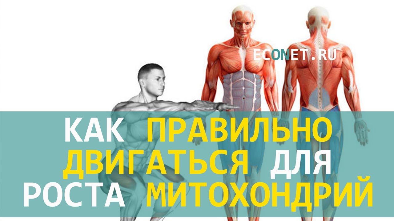 Откройте для себя яркий мир митохондрий: раскрываем его красочные тайны