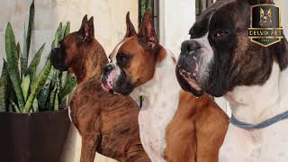 Boxer Dog 101: Appearance, Temperament, Diet, Health and Lifespan; Boxer Dog Pros and Cons Net Worth