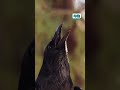 Crows Over Tel Aviv A Prophecy That Terrifies Israel 