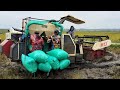 Cuaca ekstrim dan lahan yang cukup parah ‼️combi harvester bimo 102