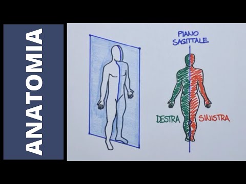 Video: Cosa significa caudale in anatomia?