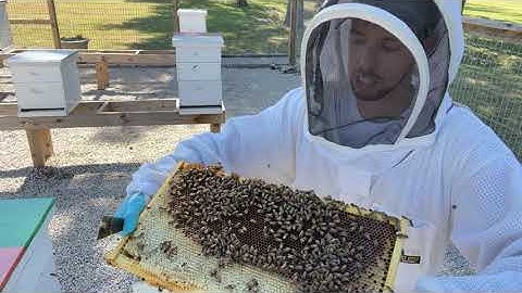 Pulling Honey from a First Year Hive