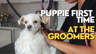 6 MONTH OLD BICHON MIX FIRST TIME AT THE GROOMERS | RURAL DOG GROOMING by Rural Dog Grooming 772 views 11 months ago 31 minutes