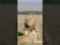 Paws...and help us celebrate #WorldLion Day | San Diego Zoo Wildlife Alliance #shorts