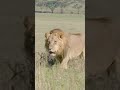 Paws...and help us celebrate #WorldLion Day | San Diego Zoo Wildlife Alliance #shorts