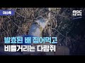 발효된 배먹고 술 취한 다람쥐
