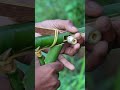HANDMADE BAMBOO GUN SLINGSHOT | Powerful Bamboo Shooter With Trigger #Bamboo #Slingshot #Toy #Diy