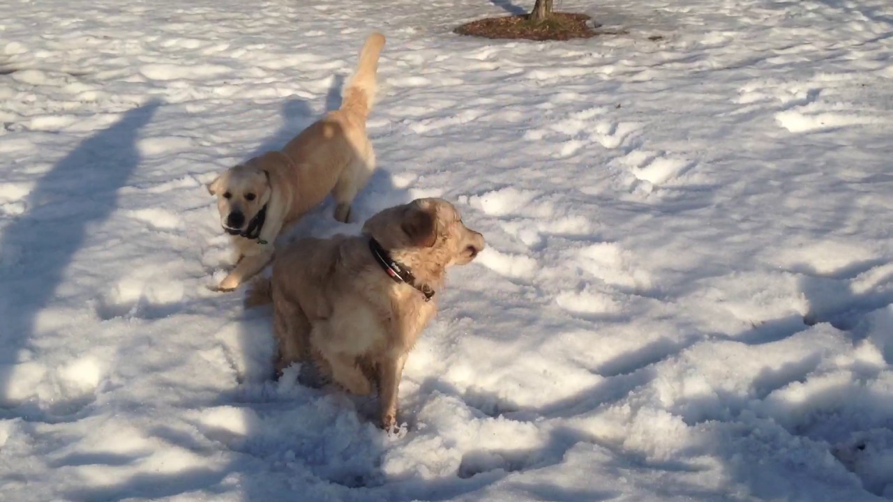 Крис, Артюша и Реми веселятся на прогулке - YouTube