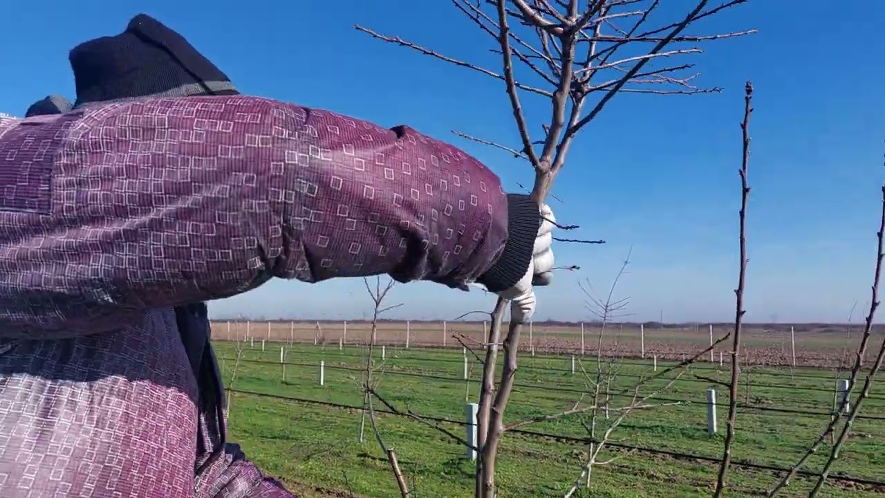 Formiranje uzgojnog oblika poboljšana piramida kod šljive