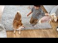 次女の宝物をガブしてしまいお説教される柴犬