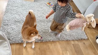 次女の宝物をガブしてしまいお説教される柴犬