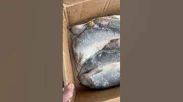 Сельдь тихоокеанская 300+ Россия