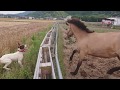 日本の馬と犬