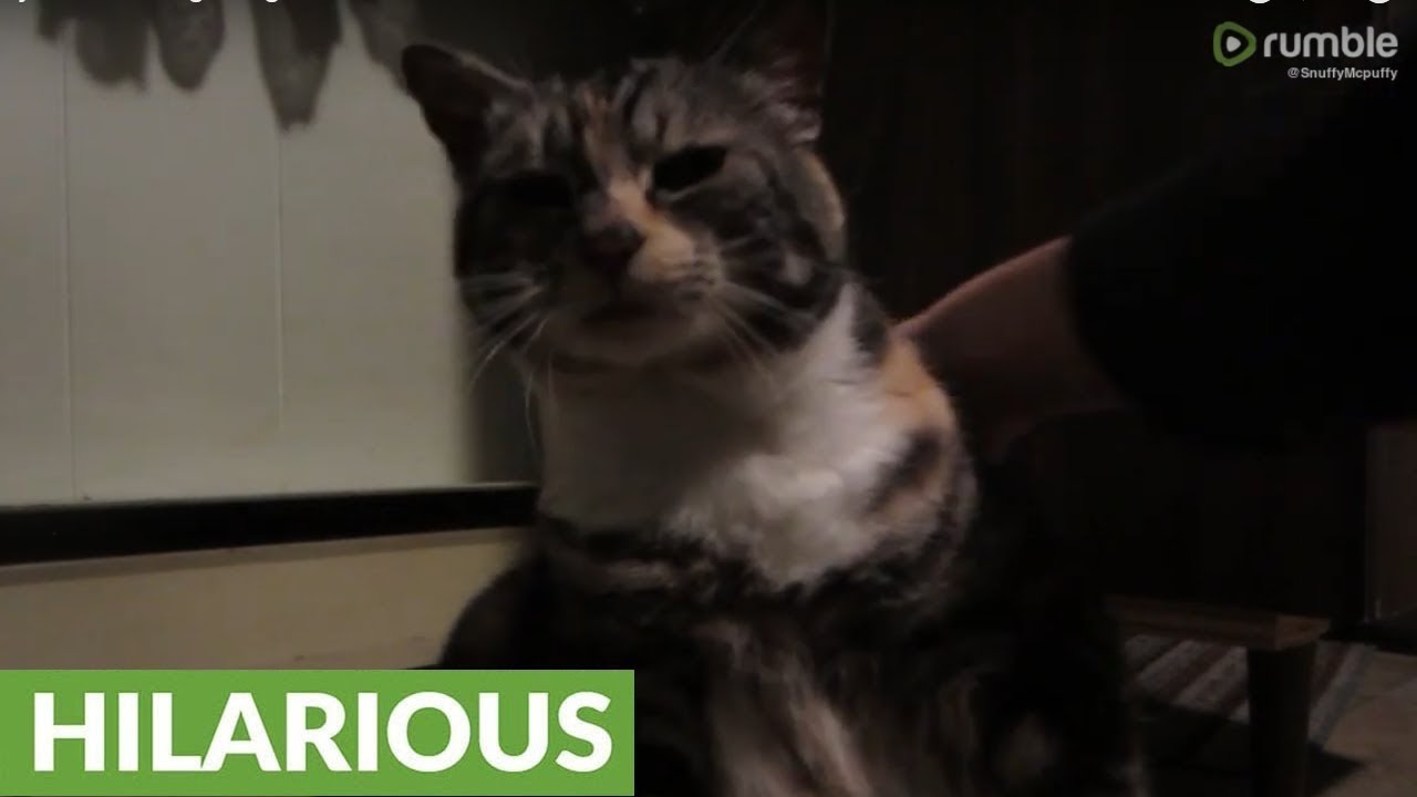 funny cats sleeping in weird positions compilation 2014 funnyplox Cat leans way back while getting back rubs