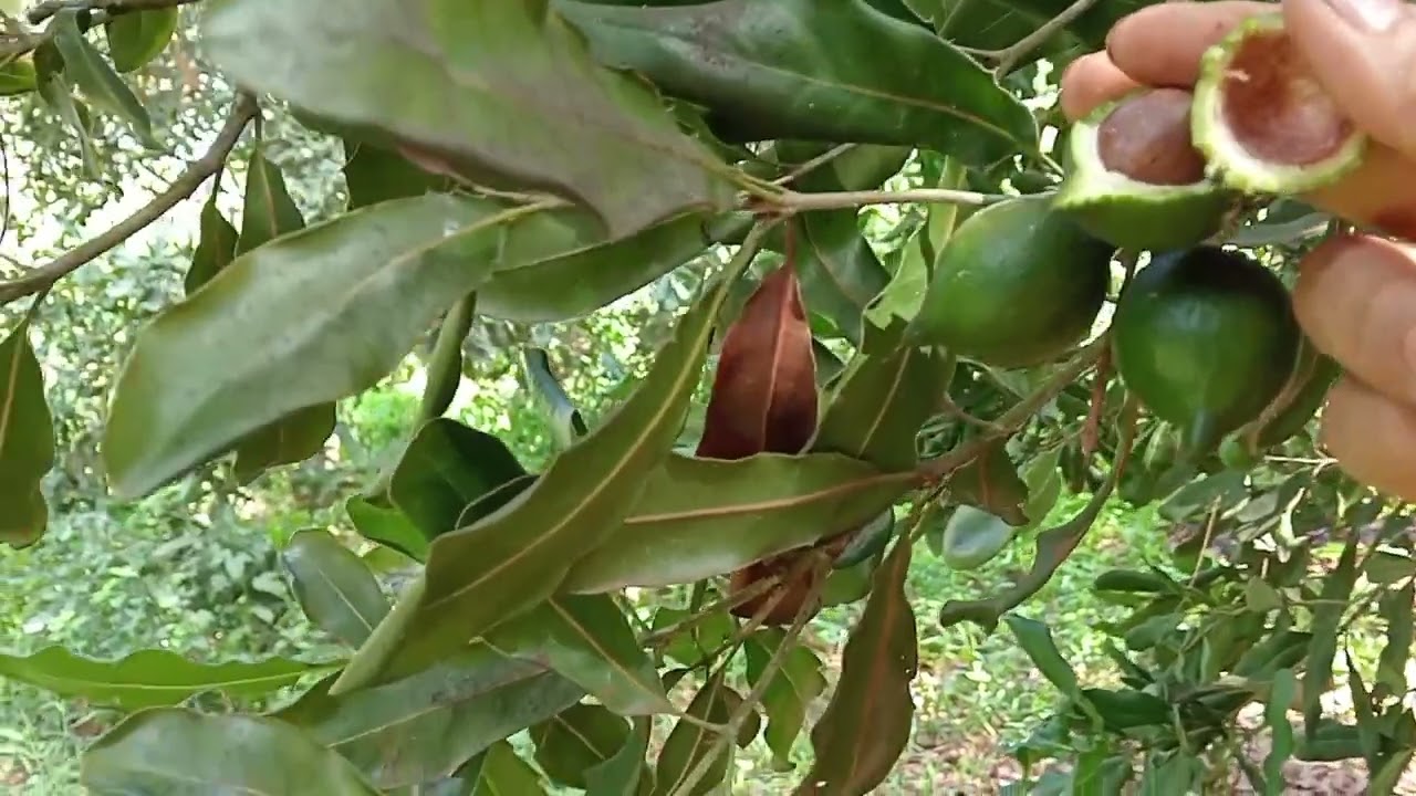 thu hái quả mắc ca chín sớm. cách phân biệt quả chín và quả non. (p30)