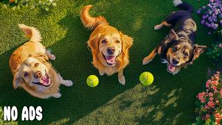 12 HOURS of Dog TV for Dogs to Watch 🐶 Anxiety Relief & Dogs Playing Together 💖 Deep Sleep Music screenshot 5