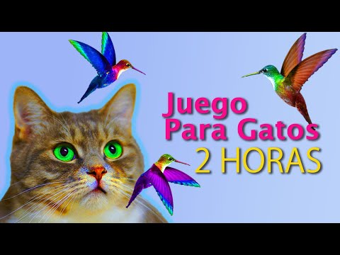 Atrapar al gato