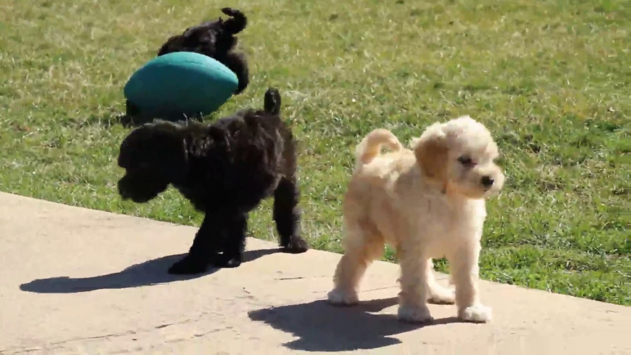 Miniature Whoodle Puppies For Sale - YouTube