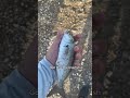 #fishing #galveston #texascity #saltwaterfishing #redfish #trout #blackdrum #fish