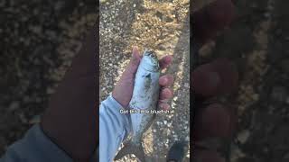 #fishing #galveston #texascity #saltwaterfishing #redfish #trout #blackdrum #fish
