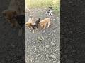 in masoom ki Masti #shorts #viral #funny video
