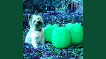Pulsating Backdrops for Autumn and Puppies