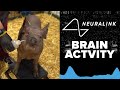 FULL REVEAL! Elon Musk's Neuralink chip tested live in pig brains