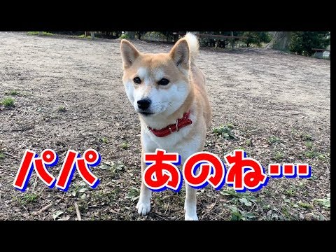 ドッグランでくぅーんとなく柴犬ハナ その理由に笑わされた Shiba Wants To Play Youtube